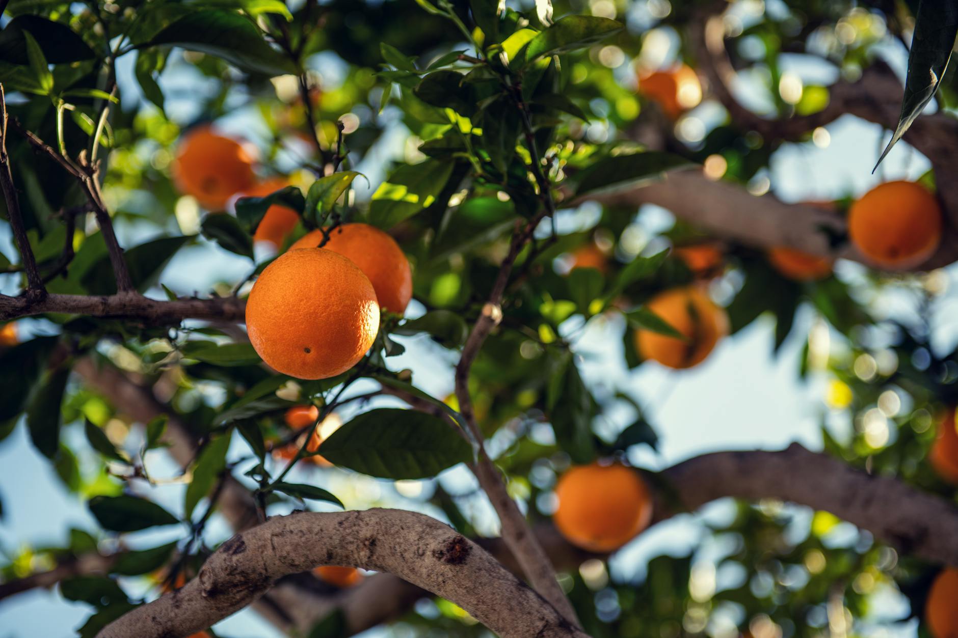 Seasonal Work Permit for Foreigners