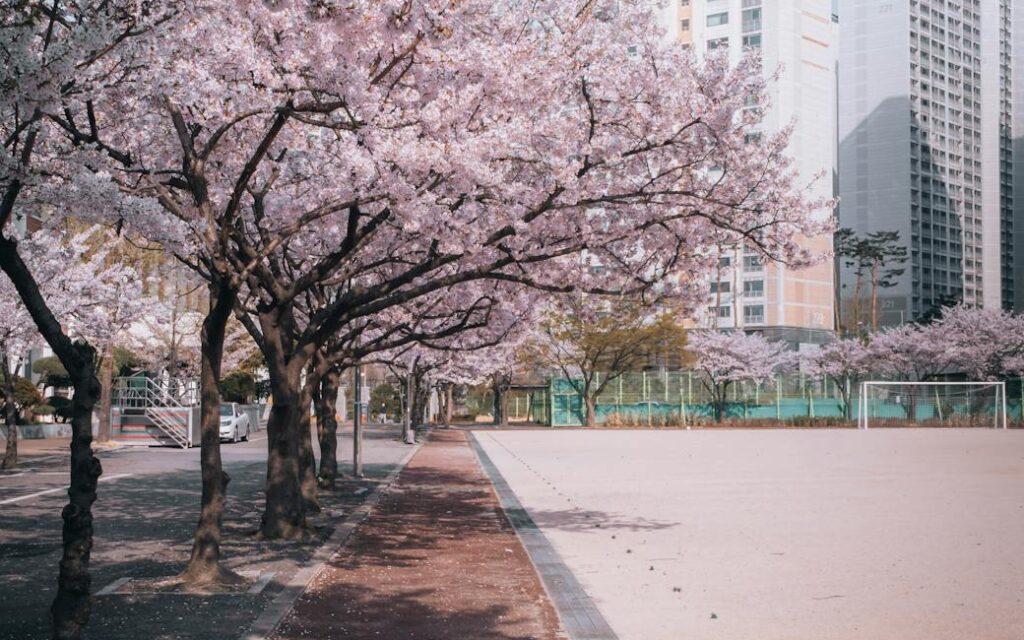 cherry blossom tree beside the soccer field