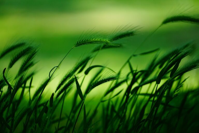 Grain 6298255